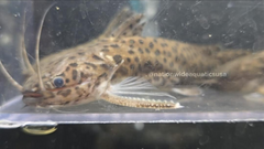 spinipterus moijiri - Otorongo woodcat