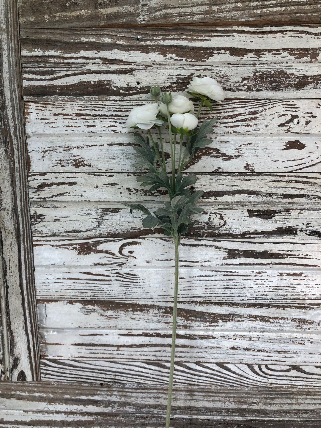 Ranunculus Stem