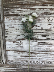 Ranunculus Stem