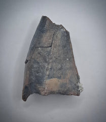 Tyrannosauridae (Teratophoneus?) Pre-Max Tooth from the Upper Aguja Formation.