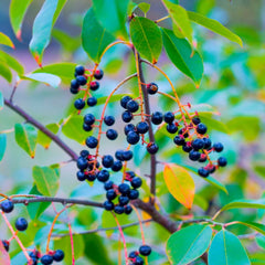 Wild Black Cherry Tree